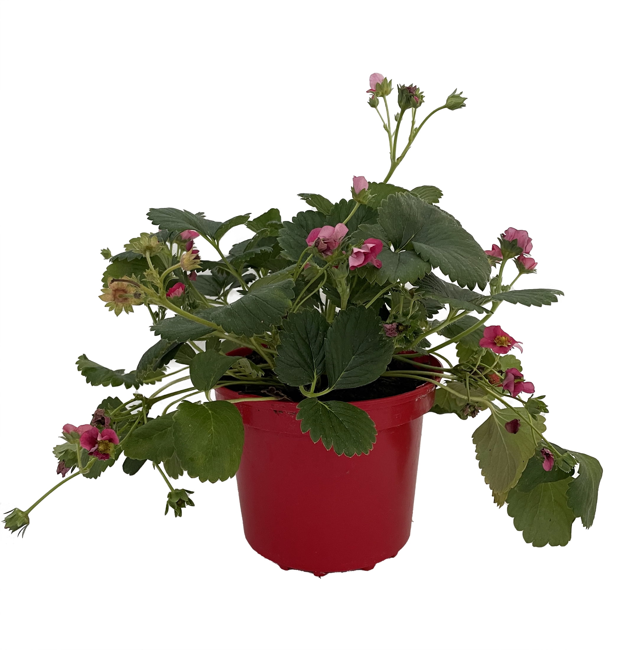 Everbearing Strawberry Plant - 6" Pot - Berries all Summer!