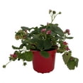 thumbnail image 1 of Everbearing Strawberry Plant - 6" Pot - Berries all Summer!, 1 of 4