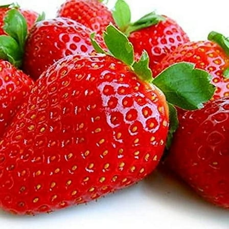 Everbearing Strawberry Plants for Growing - AC Valley Sunset Strawberry Plants - Fruit Very Firm, Sweet, High Yields (30 Strawberry Plants) Can Not Ship to California.