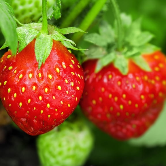 Everbearing Strawberry Plants, 2 Live Plants in 4 in Pots, Non-GMO