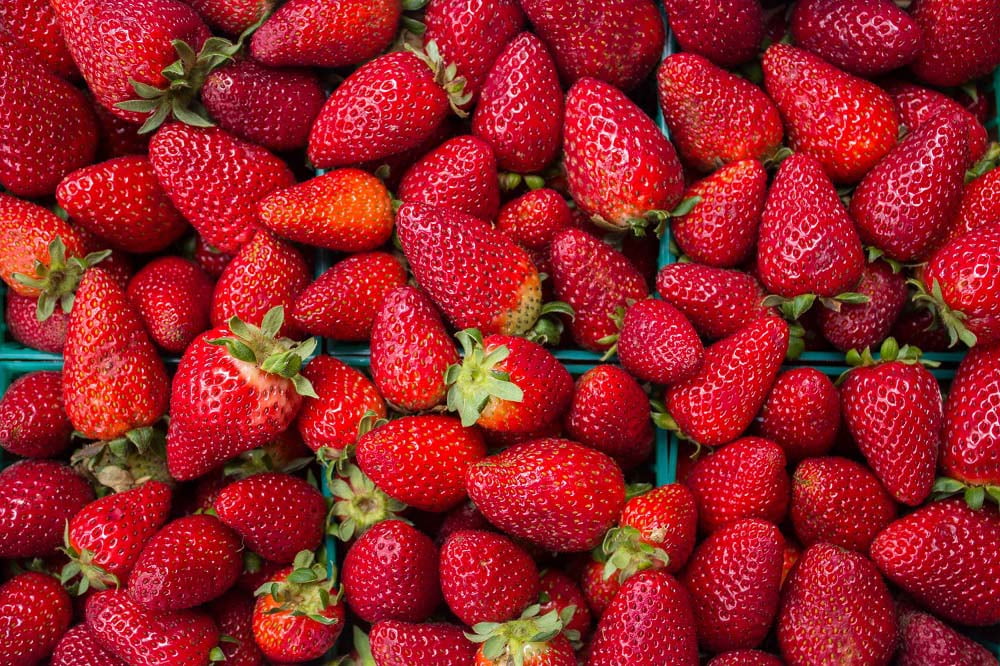 Everbearing Tarpan Strawberry Hot Pink Flower Fragaria 4 Plants/2