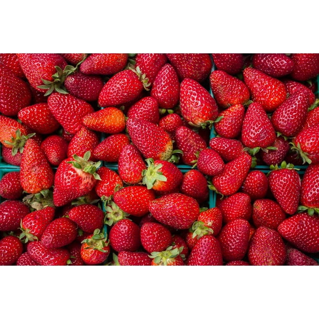 Everbearing Tarpan Strawberry Hot Pink Flower Fragaria 4 Plants/2