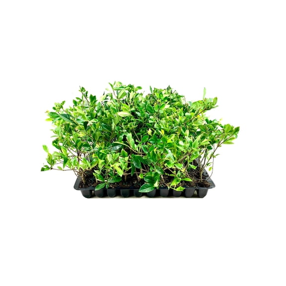 Everblooming Gardenia Jasminoides 'Veitchii' - 40 Live Plants - Beautiful Fragrant Blooming Shrub