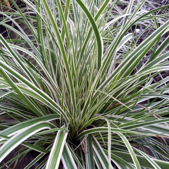 Evercolor Everest Variegated Sedge - Carex oshimensis 'CarFit01'