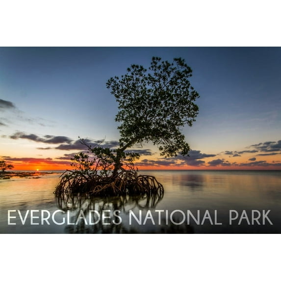 Everglades National Park, Florida, Mangrove and Sunset (24x36 Giclee Gallery Art Print, Vivid Textured Wall Decor)