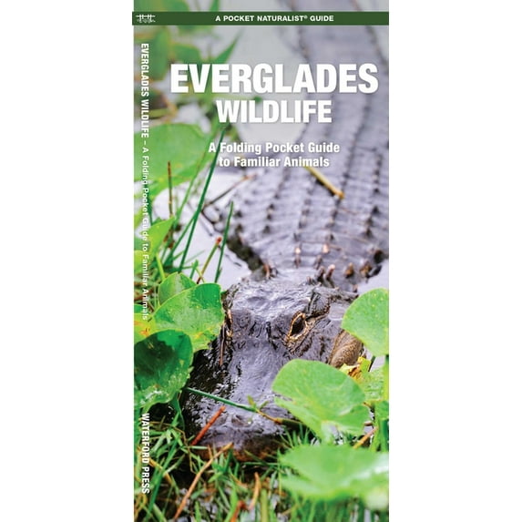 Everglades Wildlife: An Introduction To Familiar Species