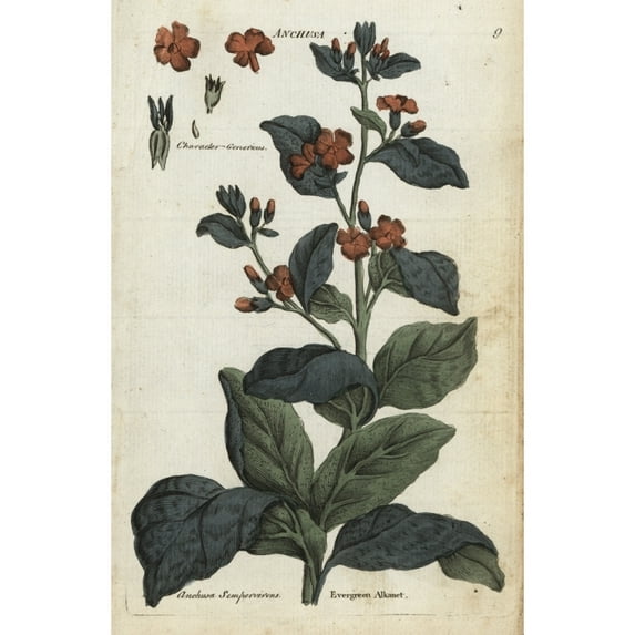 Evergreen Alkanet, Anchusa Sempervirens Poster Print By ® Florilegius Mary Evans (24 X 36)