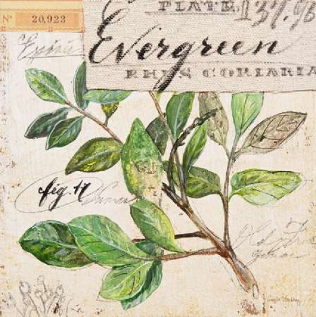 Evergreen Branch-Sketchbook Canvas Art - Angela Staehling (24 x 24)