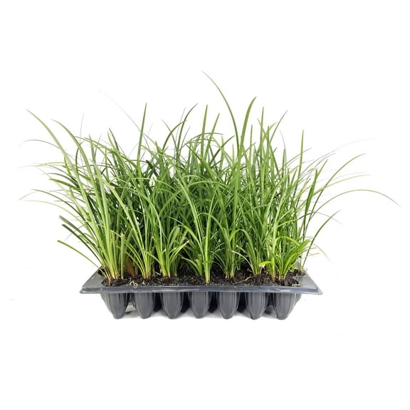 Evergreen Giant Liriope Muscari - 10 Live Plants - Drought Tolerant Low Maintenance Evergreen Groundcover Grass