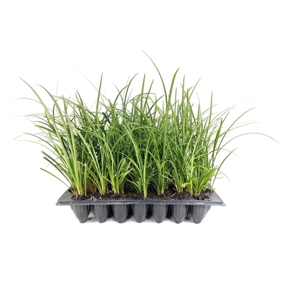 Evergreen Giant Liriope Muscari - 30 Live Plants - Drought Tolerant Low Maintenance Evergreen Groundcover Grass