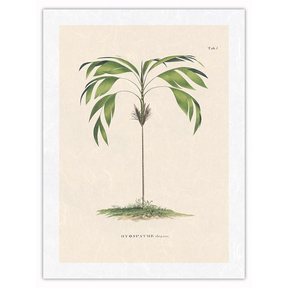 Evergreen Palm Tree (Hyospathe Elegans) - Vintage Botanical Illustration by Carl Friedrich Philipp von Martius c.1820s - Japanese Unryu Rice Paper Art Print (Unframed) 18 x 24 in