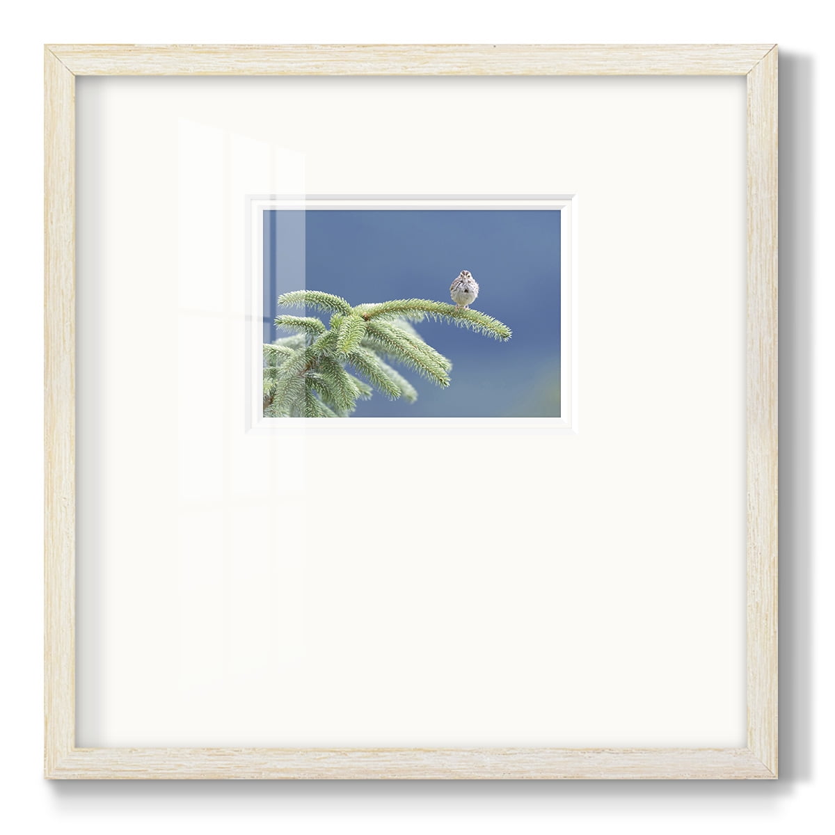 Evergreen PerchPremium Framed Print