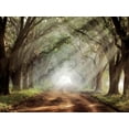 thumbnail image 1 of Evergreen Plantation, Botanical Scenic Unframed Photographic Print Wall Art by Mike Jones Sold by ArtCom, 1 of 4