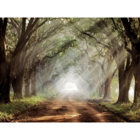 Evergreen Plantation, Botanical Scenic Unframed Photographic Print Wall Art by Mike Jones Sold by ArtCom