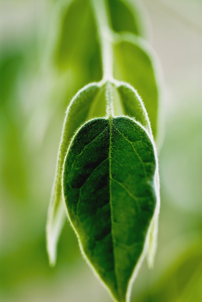Evergreen Shrub (Osmanthus X Burkwoodii) Selective Focus On Green Leaves Canvas Art - Ray Laskowitz Design Pics (12 x 18)