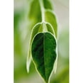 thumbnail image 1 of Evergreen Shrub   Selective Focus On Green Leaves. Poster Print, 1 of 2