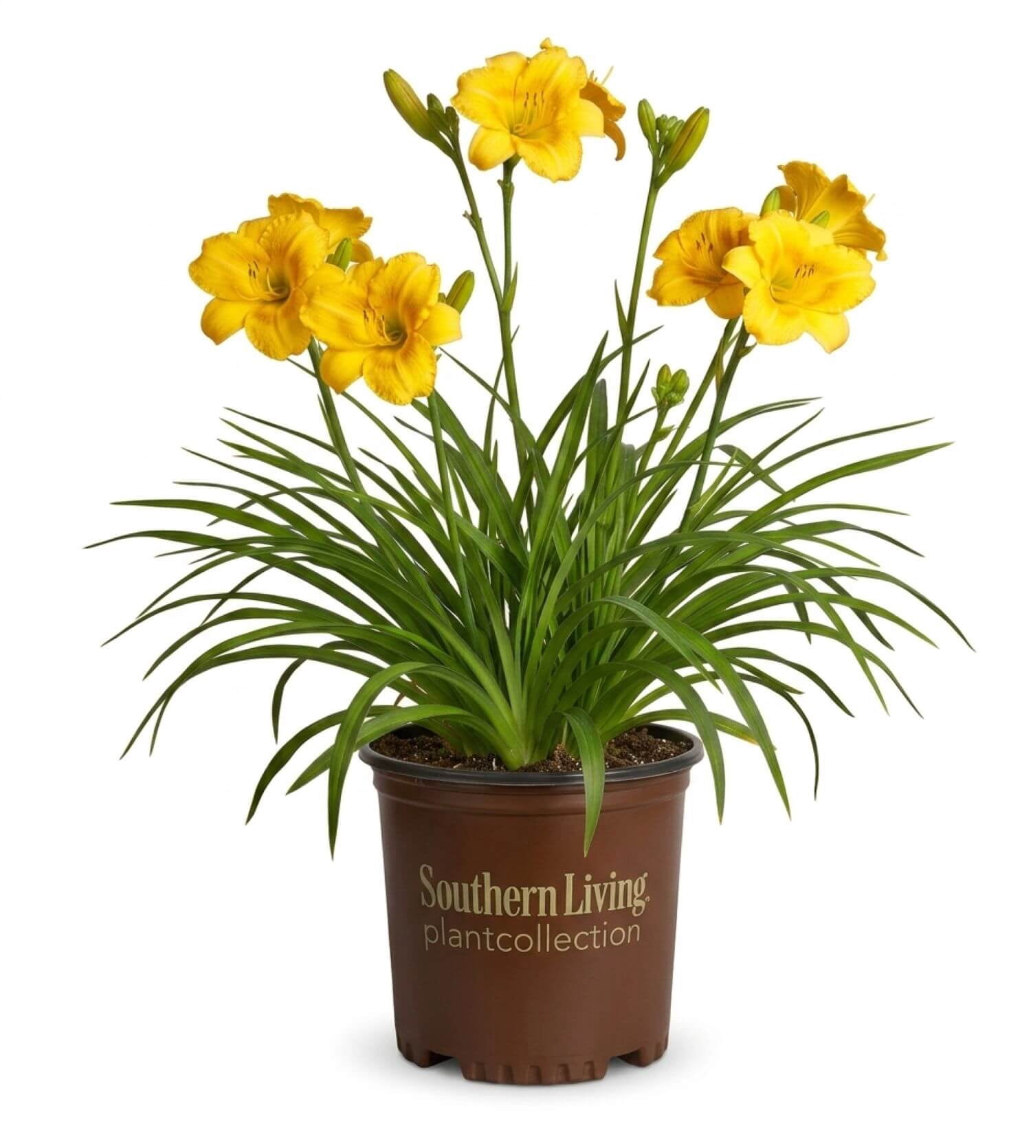 Southern Living Evergreen Stella Daylily Live Shrub in 2.5-Quart Grower Pot