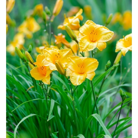Southern Living Evergreen Stella Daylily Live Shrub in 2.5-Quart Grower Pot