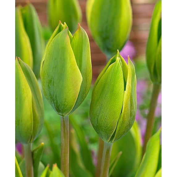 Evergreen Triumph Tulip 5 Bulbs - The First Truly Green Tulip - 12/+ cm Bulbs