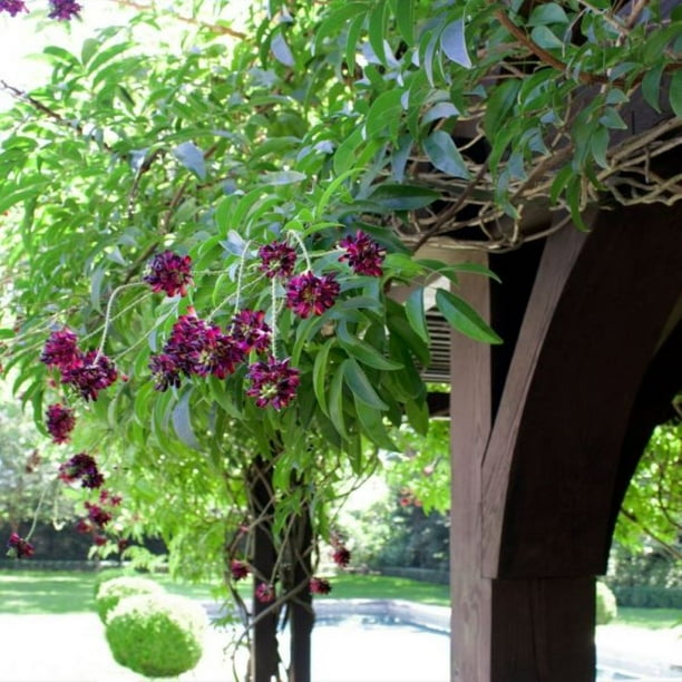 Evergreen Wisteria ( callerya ) - Live Plant - ( 2.5 QT ) - Non Invasive -  Fast Growing