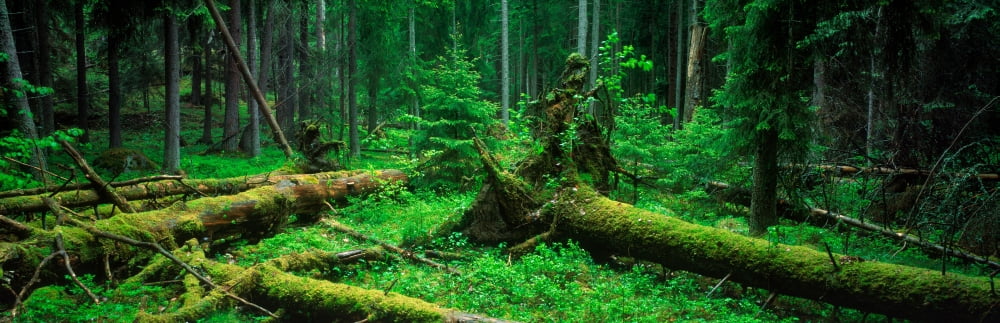 Evergreen pine trees in an old forest Sweden Canvas Art - Panoramic Images (6 x 18)
