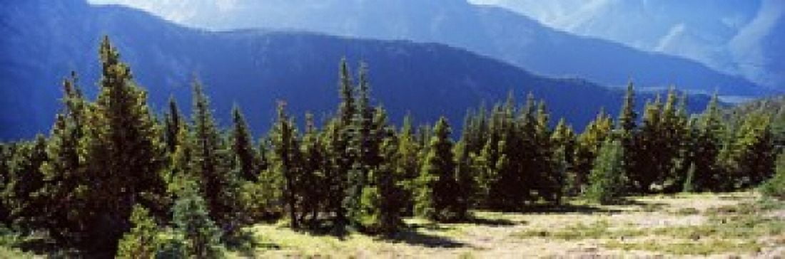 Evergreen trees with mountains in background Olympic Mountains Olympic Peninsula Washington State USA Canvas Art - Panoramic Images (18 x 6)