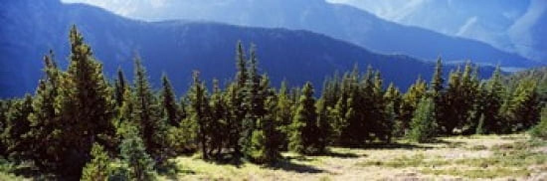 Evergreen trees with mountains in background Olympic Mountains Olympic Peninsula Washington State USA Canvas Art - Panoramic Images (36 x 12)