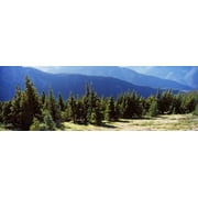 Evergreen trees with mountains in background, Olympic Mountains, Olympic Peninsula, Washington State, USA Poster Print (18 x 6)
