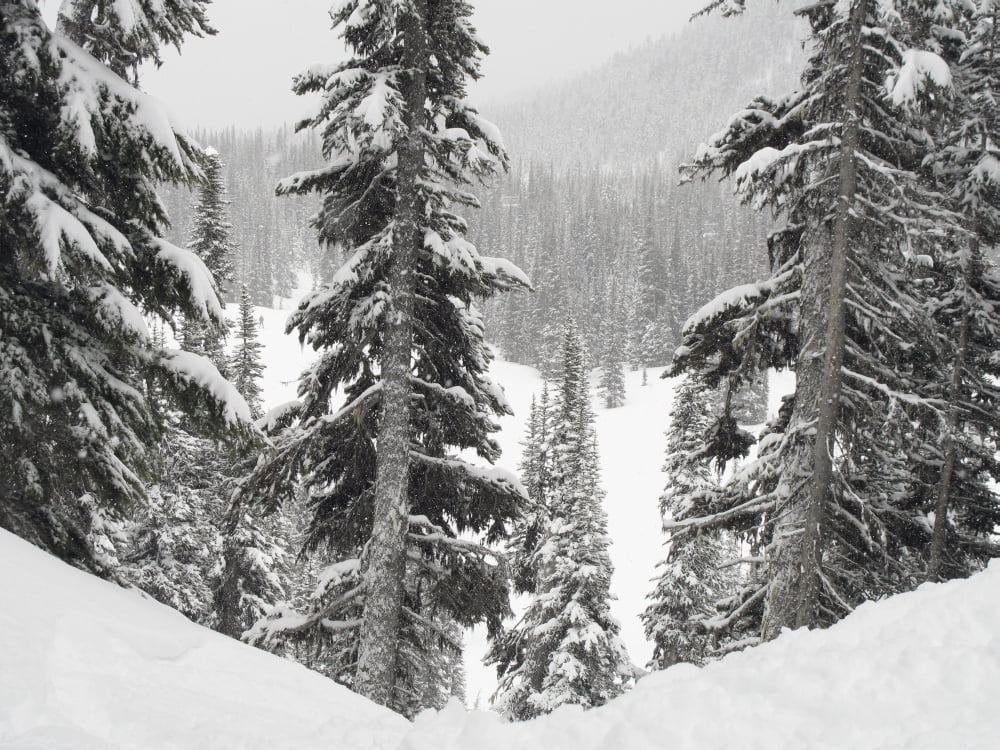 Evergreens At Ski Resort Whistler British Columbia Canada Canvas Art - Keith Levit Design Pics (34 x 26)