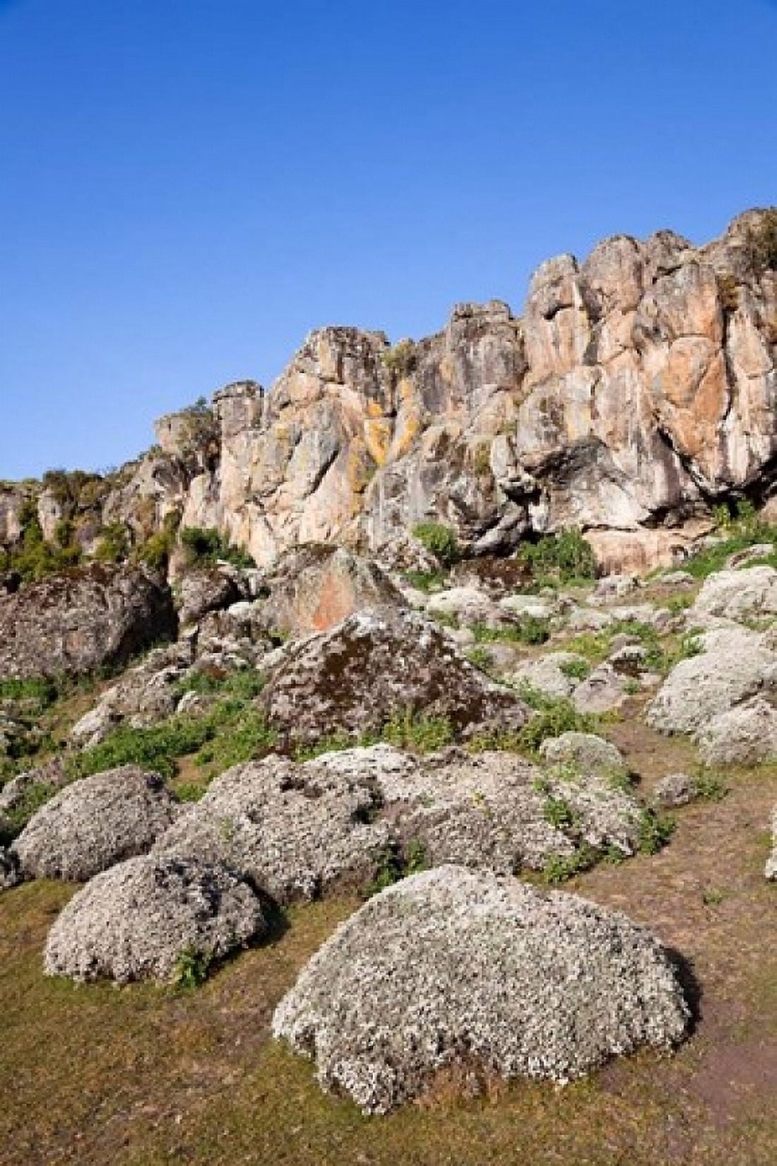 Everlasting Flowers Helichrysum Denka valley Bale Mountains Ethiopia Canvas Art - Martin Zwick DanitaDelimont (18 x 24)