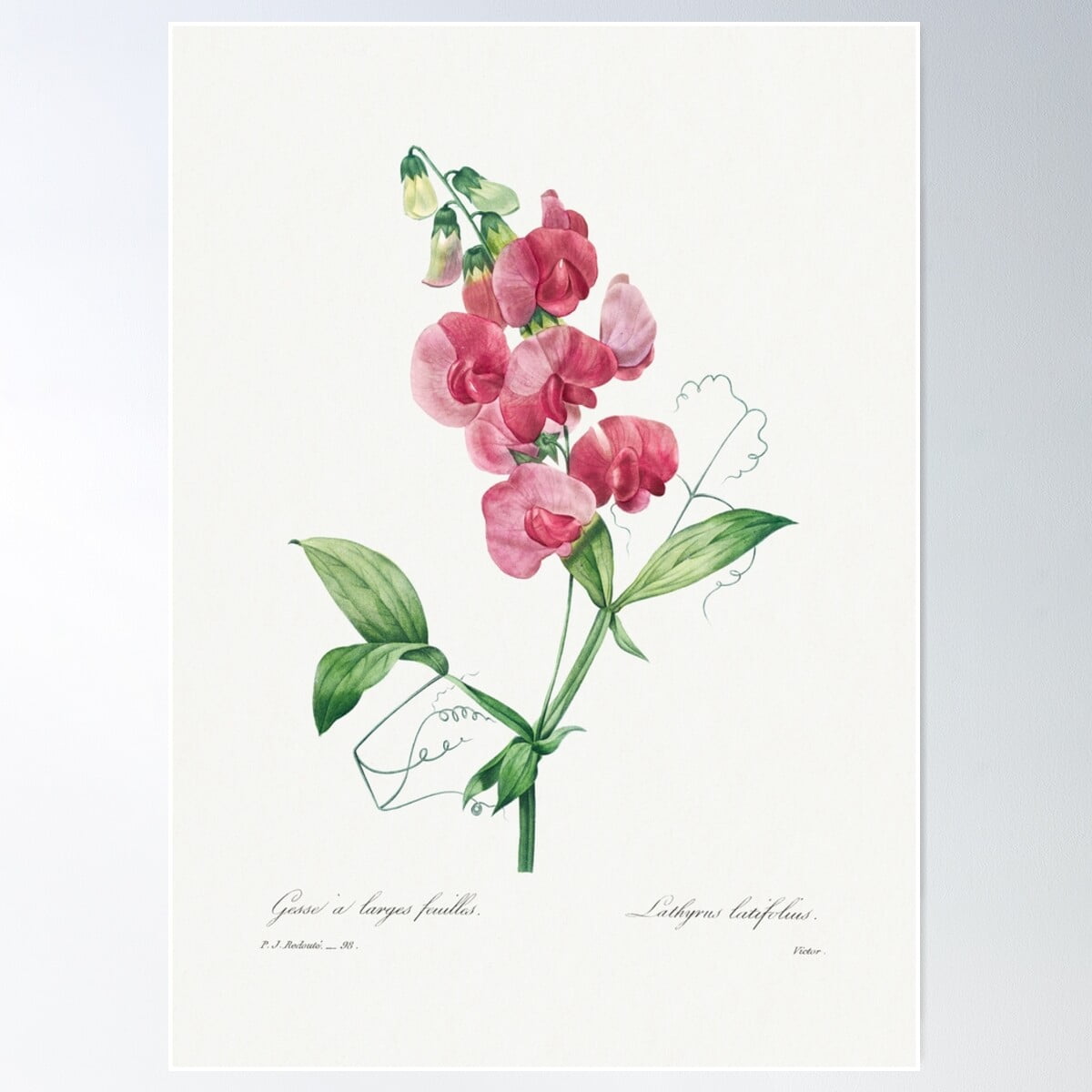 Everlasting Pea (1759–1840) Vintage Hand Drawn Flower Sketch (Botanical ...
