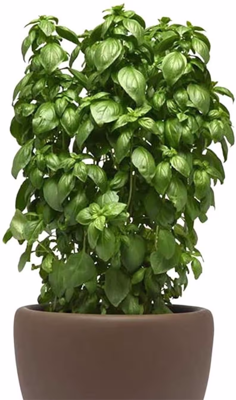 Sherwood Seeds 20 Count Genovese Basil Plant Seeds, Premium