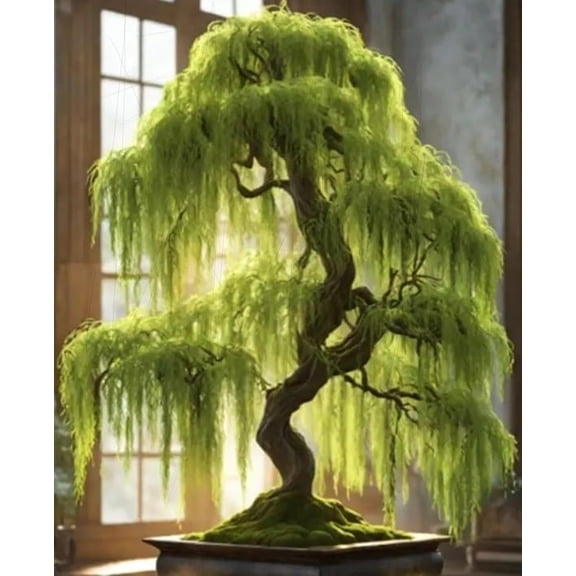 Eversong Weeping Willow Bonsai Tree Cutting to Grow - Thick Trunk Cutting - Great Gift - Fast Growing Indoor or Outdoor Bonsai, Living Desk Plant, Meaningful Present for Home or Office