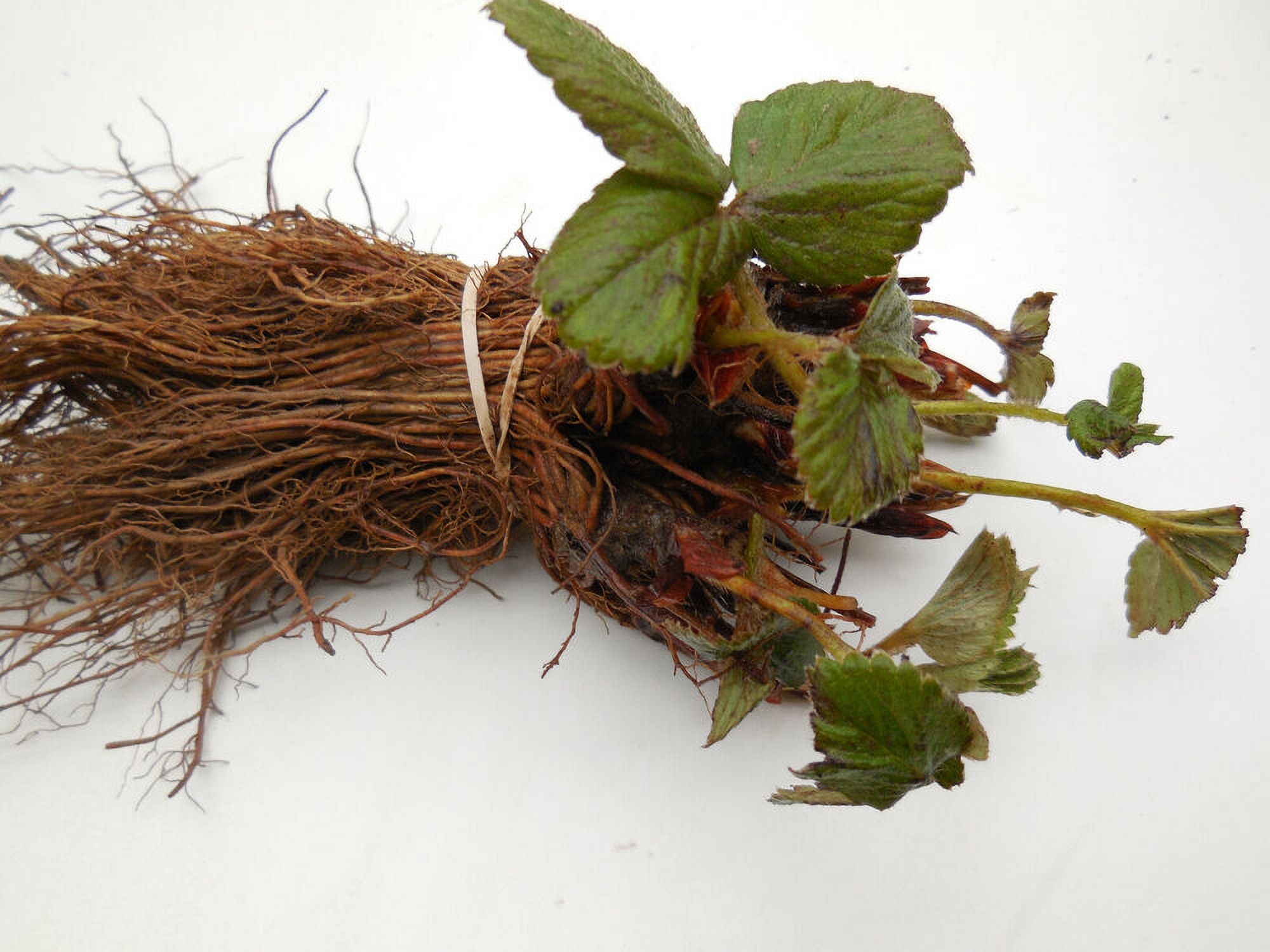 Eversweet Ever Bearing Strawberry Bareroot Plants Large, Sweet & Juicy