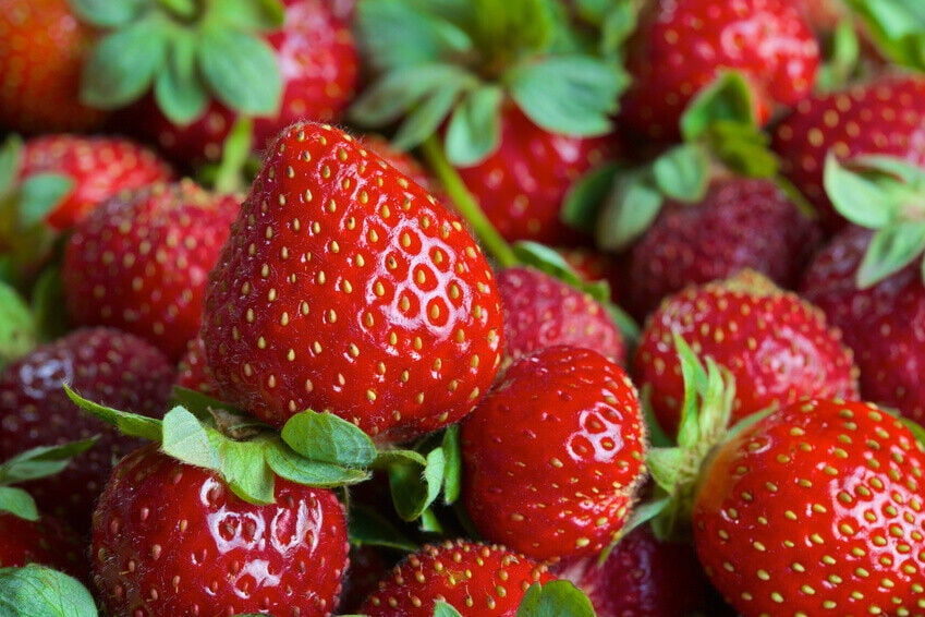 Eversweet Ever Bearing Strawberry Bareroot Plants Large, Sweet & Juicy