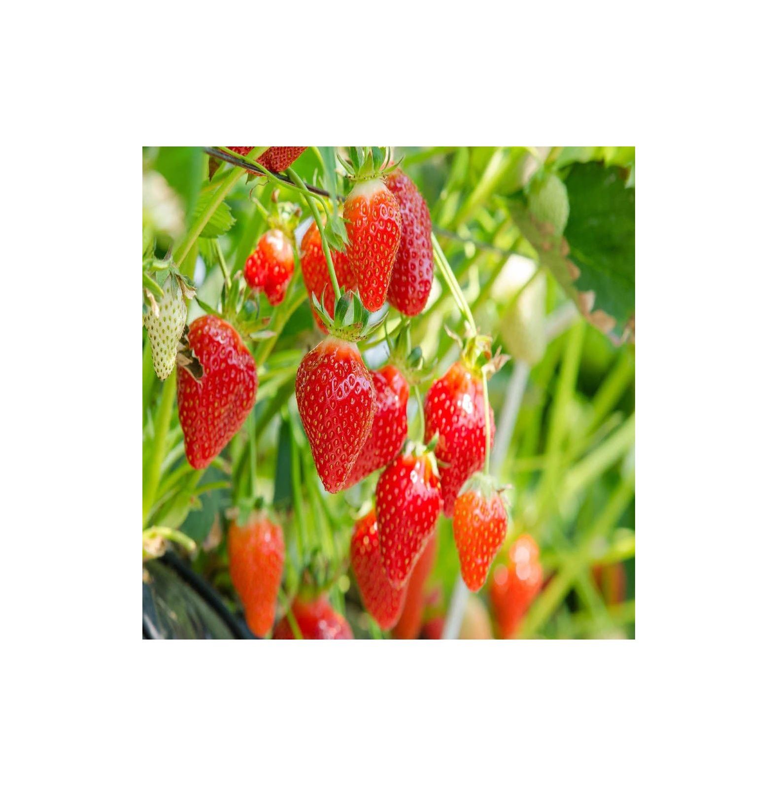 Eversweet Everbearing 25 Live Strawberry Plants, Non GMO,