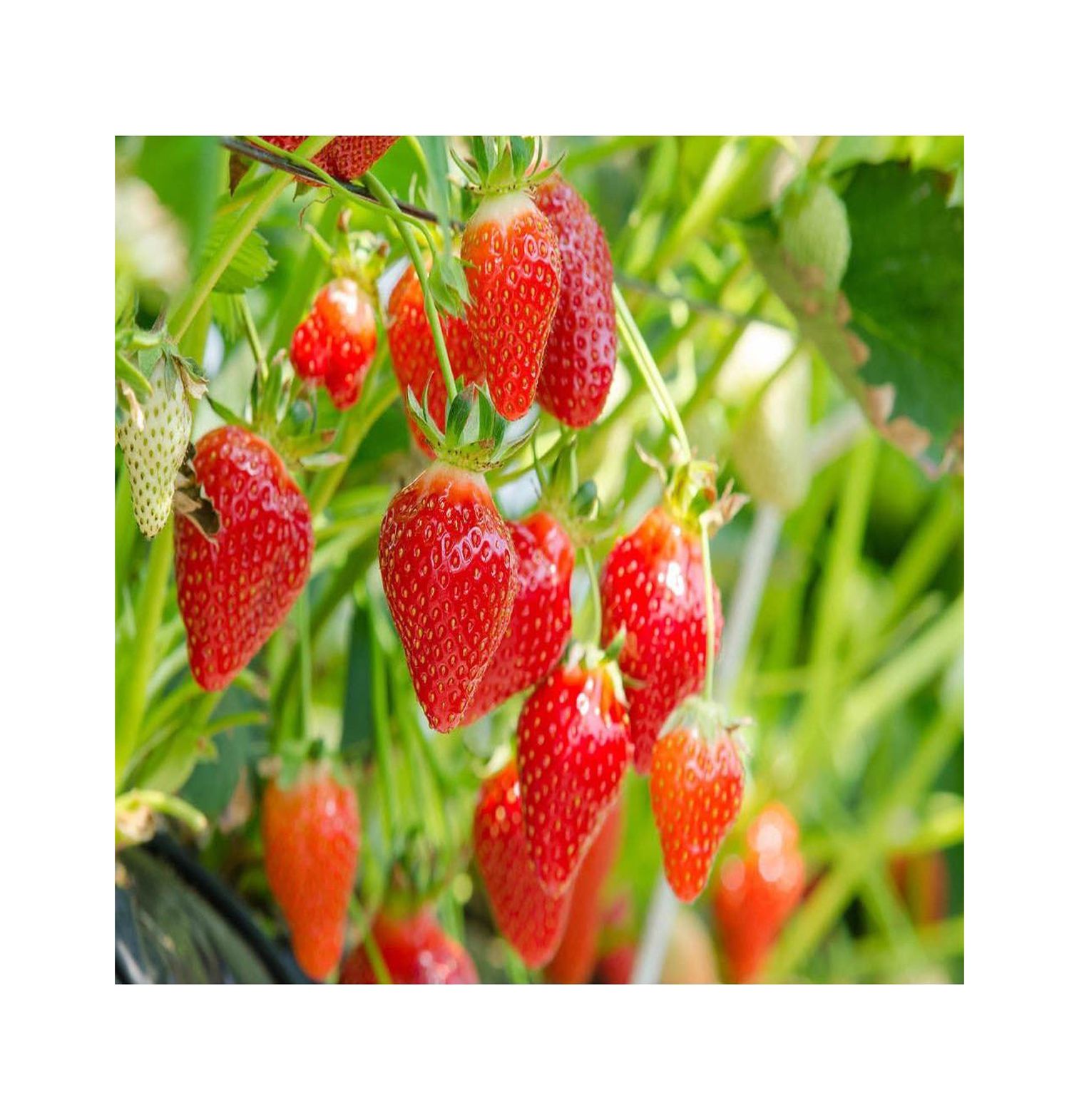 Eversweet Everbearing 25 Live Strawberry Plants, Non GMO,