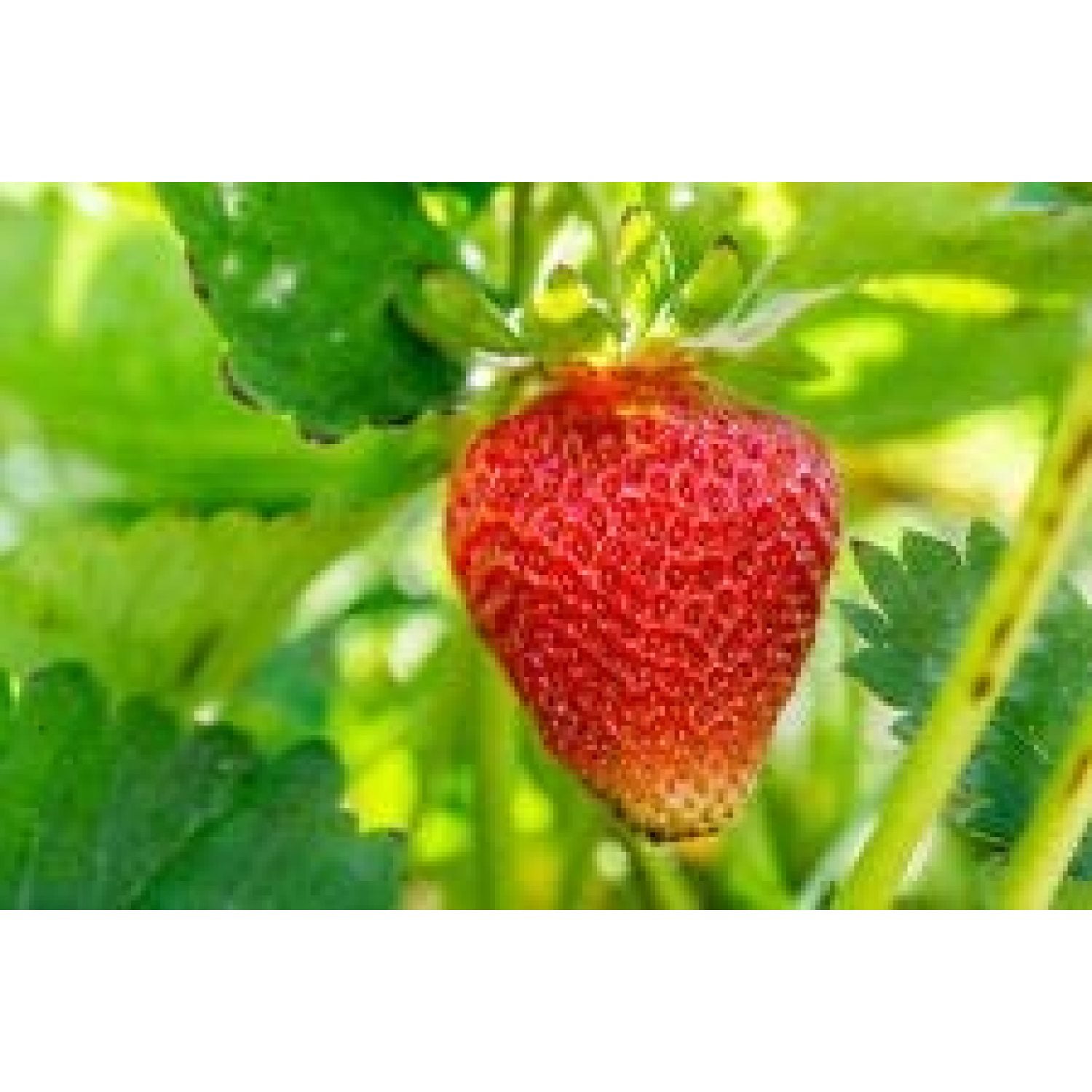 Eversweet Everbearing Grown Strawberry Plants (10 Bare Root Plants