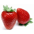 thumbnail image 1 of Eversweet Everbearing Strawberry 10 Bare Root Plants - Super Sweet, 1 of 2