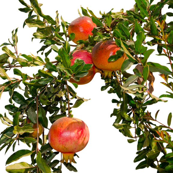 Eversweet Pomegranate Tree  Nearly Seedless, Extra-Sweet Fruit Tree with Long Blooming Season
