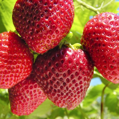 Eversweet Strawberry Plants! SWEETEST STRAWBERRY! 10 Live Bareroot Plants!