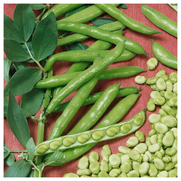 Everwilde Farms - 1/4 Lb Broad Windsor Fava Bean Seeds - Gold Vault Bulk Seed Packet