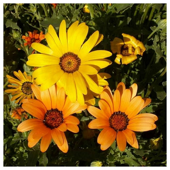 Everwilde Farms - 1/4 lb African Daisy Garden Flower Seeds - Gold Vault Bulk Seed Packet