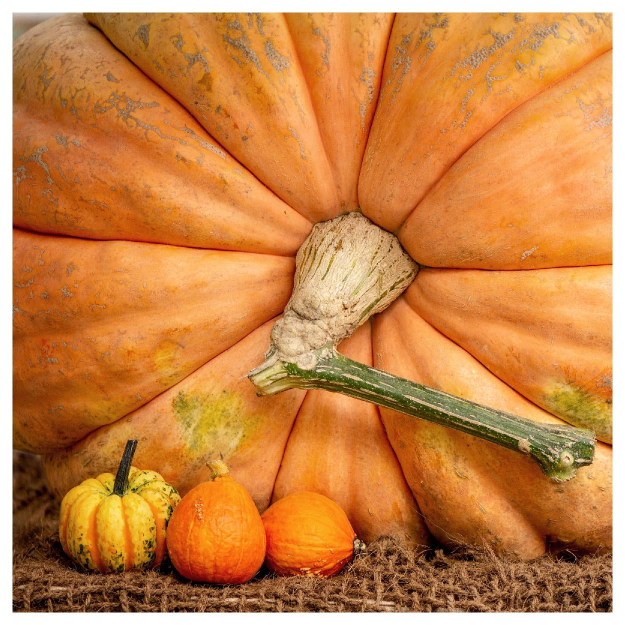 Everwilde Farms - 1/4 lb Atlantic Giant Pumpkin Seeds - Gold Vault Bulk Seed Packet