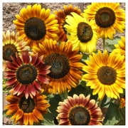 Everwilde Farms - 1/4 lb Autumn Beauty Sunflower Garden Flower Seeds - Gold Vault Bulk Seed Packet