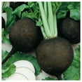 thumbnail image 1 of Everwilde Farms - 1/4 lb Black Spanish Round Radish Seeds - Gold Vault Bulk Seed Packet, 1 of 3