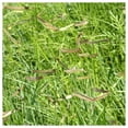 thumbnail image 1 of Everwilde Farms - 1/4 lb Blue Grama Native Grass Seeds - Gold Vault Bulk Seed Packet, 1 of 4