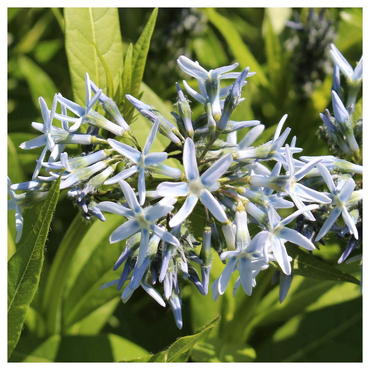Everwilde Farms - 1/4 lb Blue Star Native Wildflower Seeds - Gold Vault Bulk Seed Packet