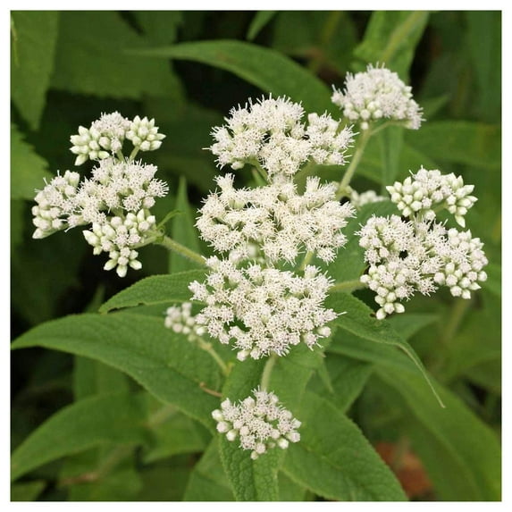 Everwilde Farms - 1/4 lb Boneset Native Wildflower Seeds - Gold Vault Bulk Seed Packet