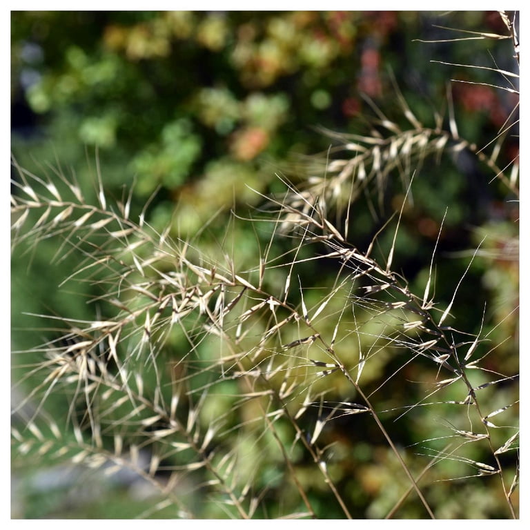 Everwilde Farms - 1/4 lb Bottlebrush Grass Native Grass Seeds - Gold Vault  Bulk Seed Packet - Walmart.com